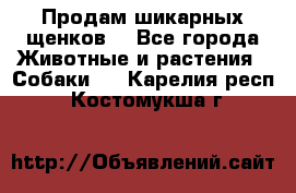 Продам шикарных щенков  - Все города Животные и растения » Собаки   . Карелия респ.,Костомукша г.